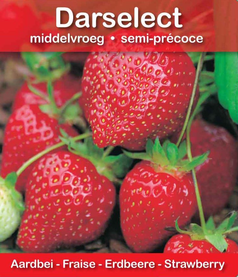 Fraisier Darselect, variété mi-précoce, à roulement unique, 6 pièces