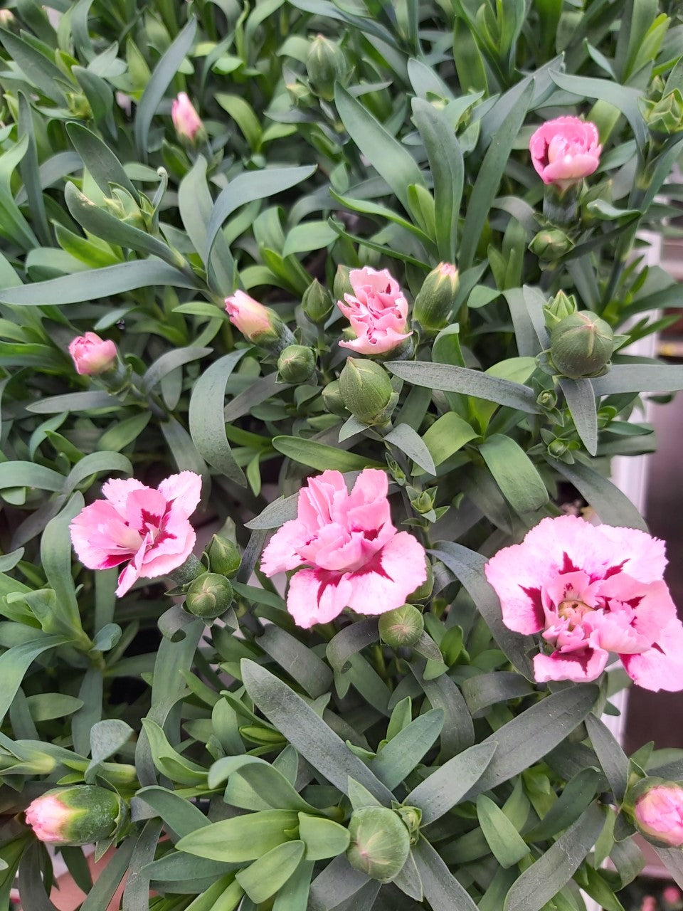 Dianthus-Nelke Hellrosa gefleckt im Topf 10,5 cm 1 Pflanze