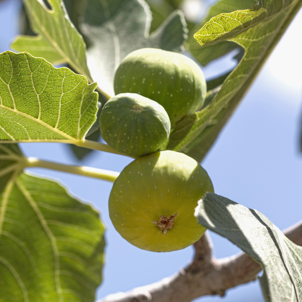 Fig 'Fattest Fig'