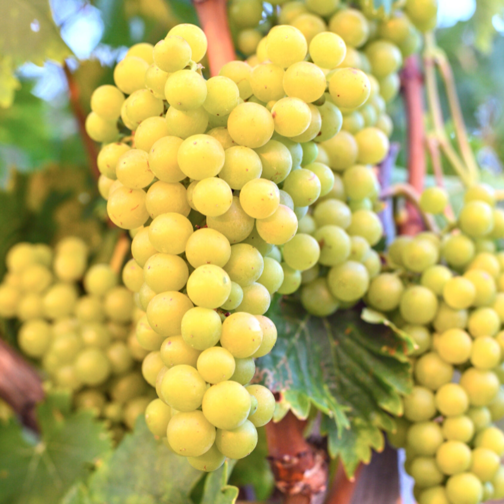 Raisin comestible jaune sans pépins 'Lakemont' (en pot de 2 litres)
