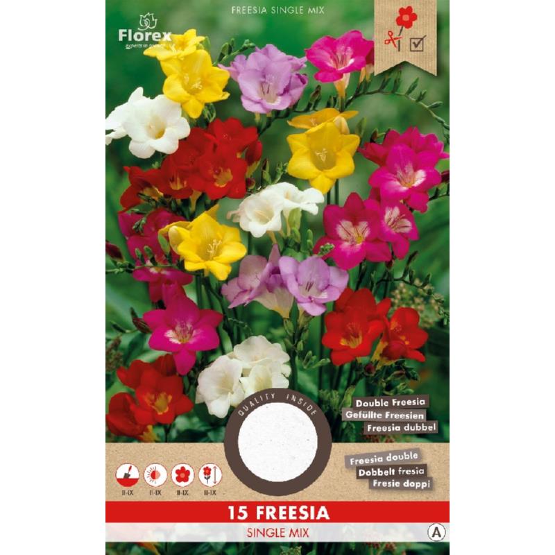 Freesia Single Mix 5/6 15 Stk.