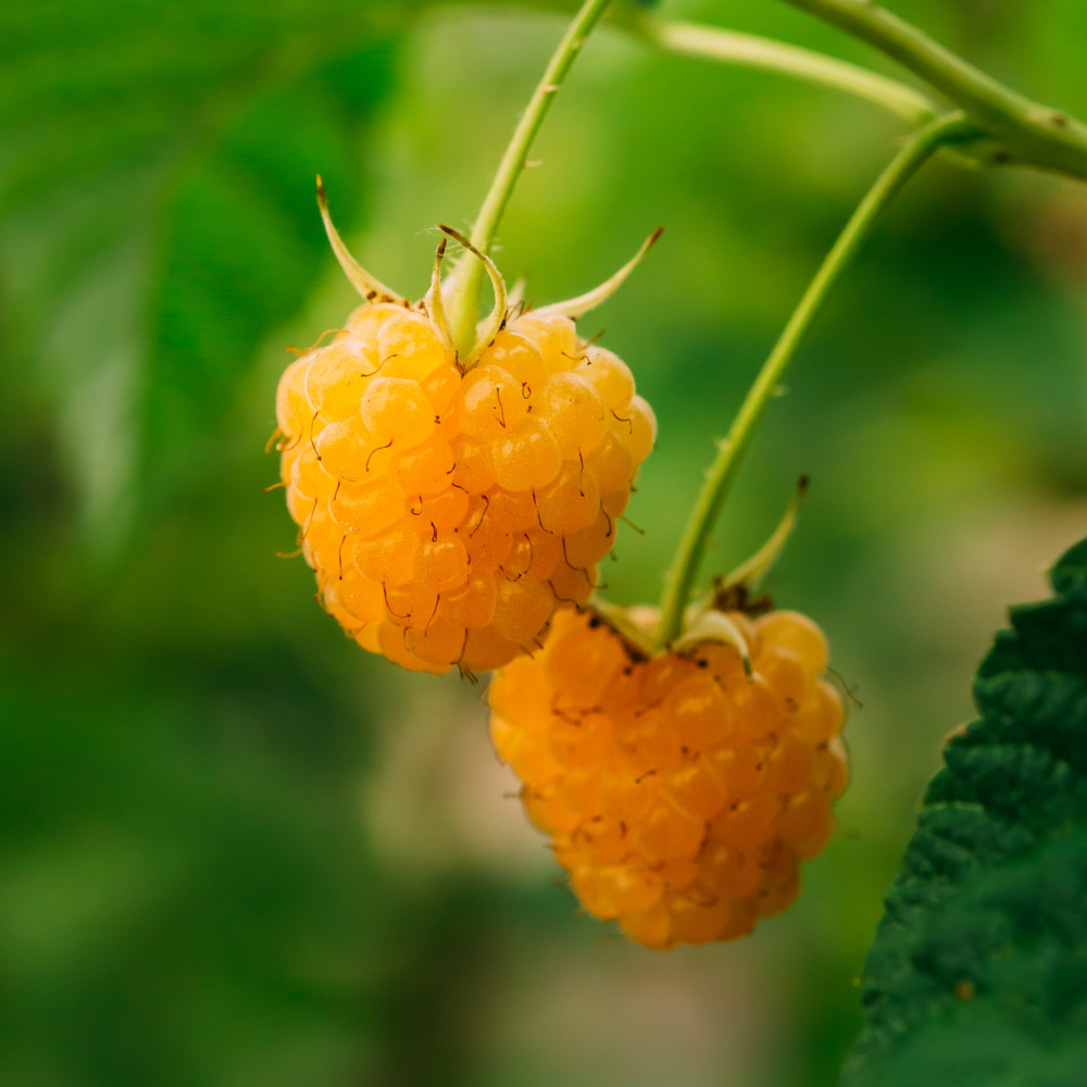 Late summer raspberry 'Golden Everest' BIO