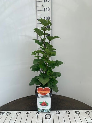 Framboisier Rubus i. 'Tour de Framboise en pot de 5L