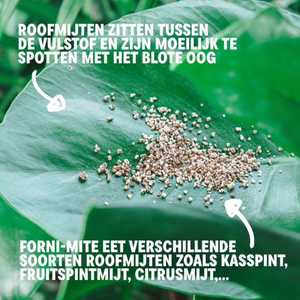 Spintmijten bestrijden met Forni-mite