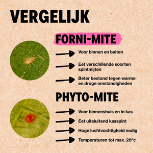 Spintmijten bestrijden met Forni-mite