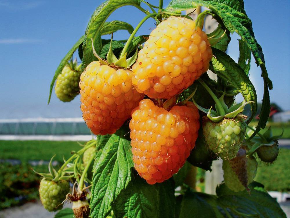 Framboise d'été 'Golden Everest' BIO