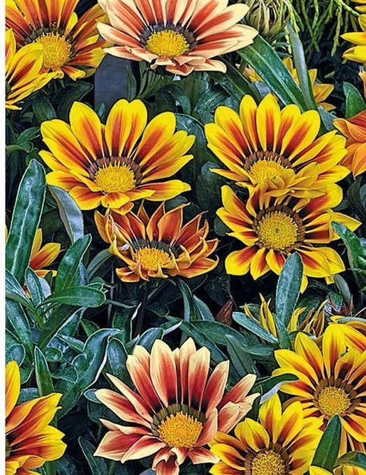 Gazania- oder Schatzblume im Topf – 1 Pflanze