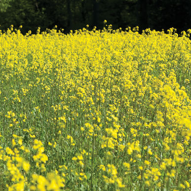 Groenbemester Gele Mosterd 140 Gram Buzzy Seeds