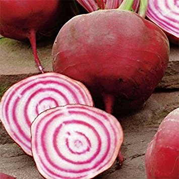 Gestreepte biet plantjes type Chioggia 5 stuks