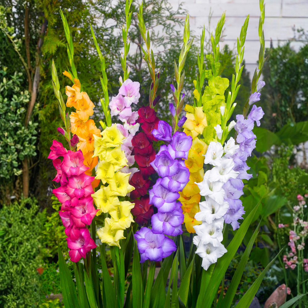 Gladiolus "Mixed" - 10 pieces