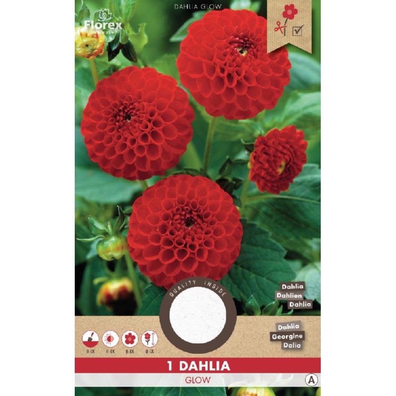 Dahlie Pompon Glow Red 1.