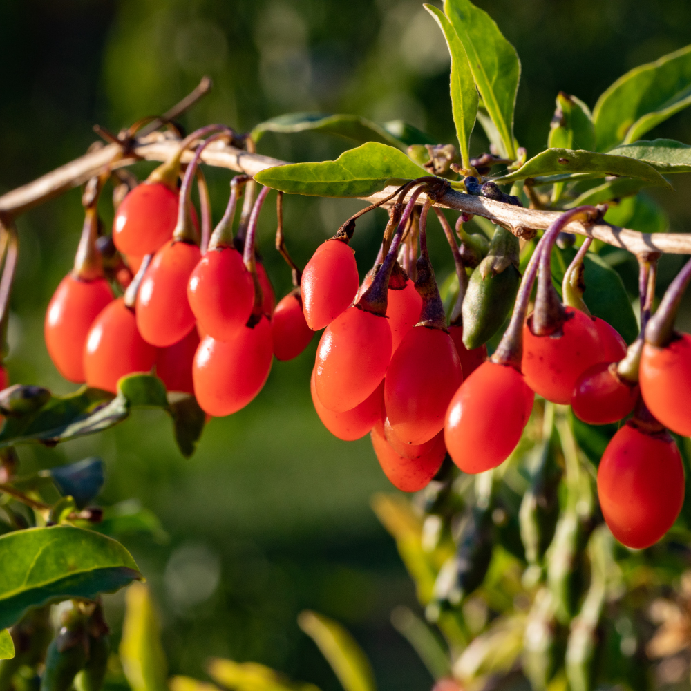 Goji berry 'Instant Success'