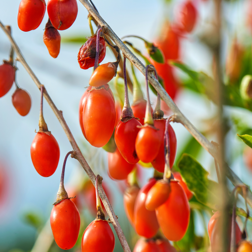 Goji berry 'Instant Success'
