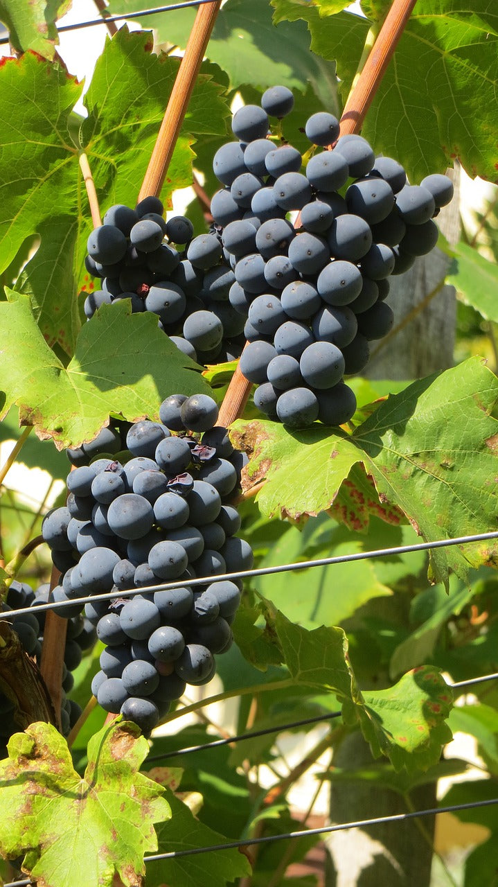 Vigne Cabernet Franc sur porte-greffe SO4