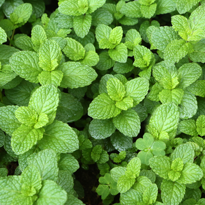 Spearmint (mentha spicata) - 'Spearmint' BIO