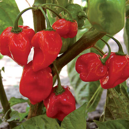 Poivre épicé Habanero rouge 1 plante (300 000 Scoville)