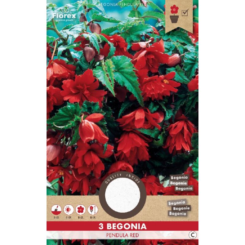 Begonia Hang Rood 3st.