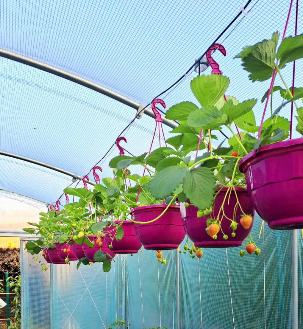 Paquet de fraises : 6 pots suspendus, plantes et tout le matériel de culture (choisissez la couleur)