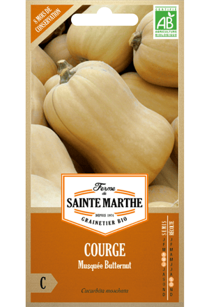 Graines de Citrouille 'Butternut' BIO