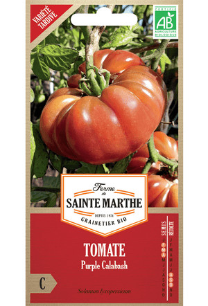 Graines de Tomate Purple Calebasse BIO (variété précoce)