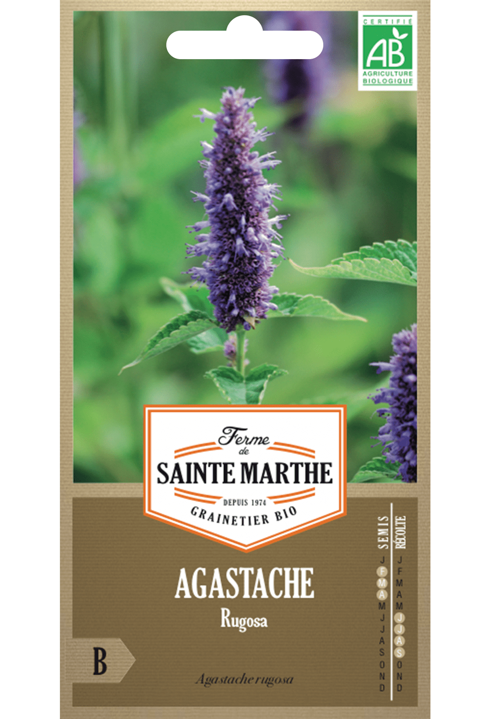 Graines Agastache Rugosa (menthe coréenne) BIO