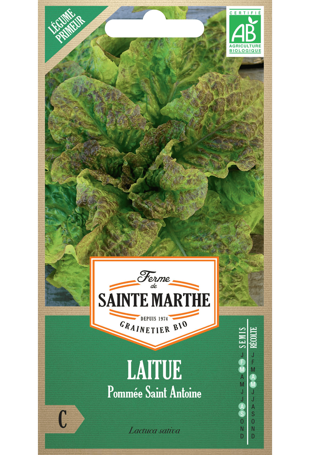 Graines de Laitue 'Pommée Saint Antoine' BIO