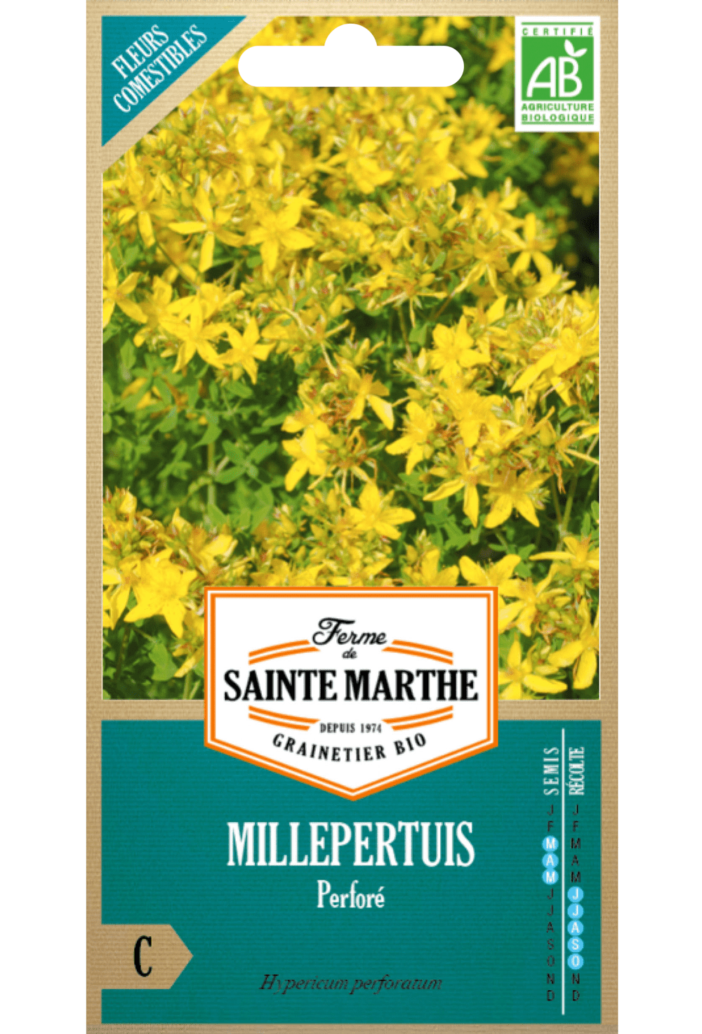 Millepertuis (Hypericum perforatum L.) GRAINES BIO