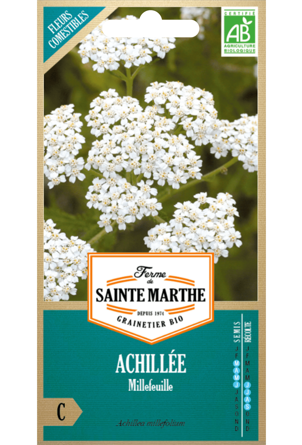 BIO-Samen der Schafgarbe (Achillea millefolium).