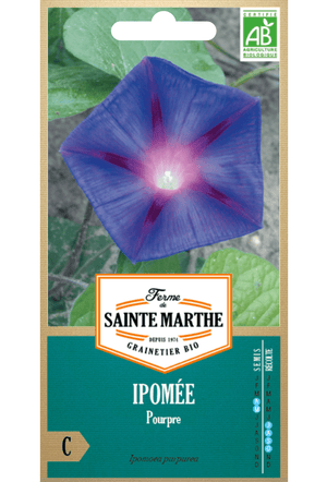 Ackerwinde (Ipomea purpurea) BIO-SAMEN