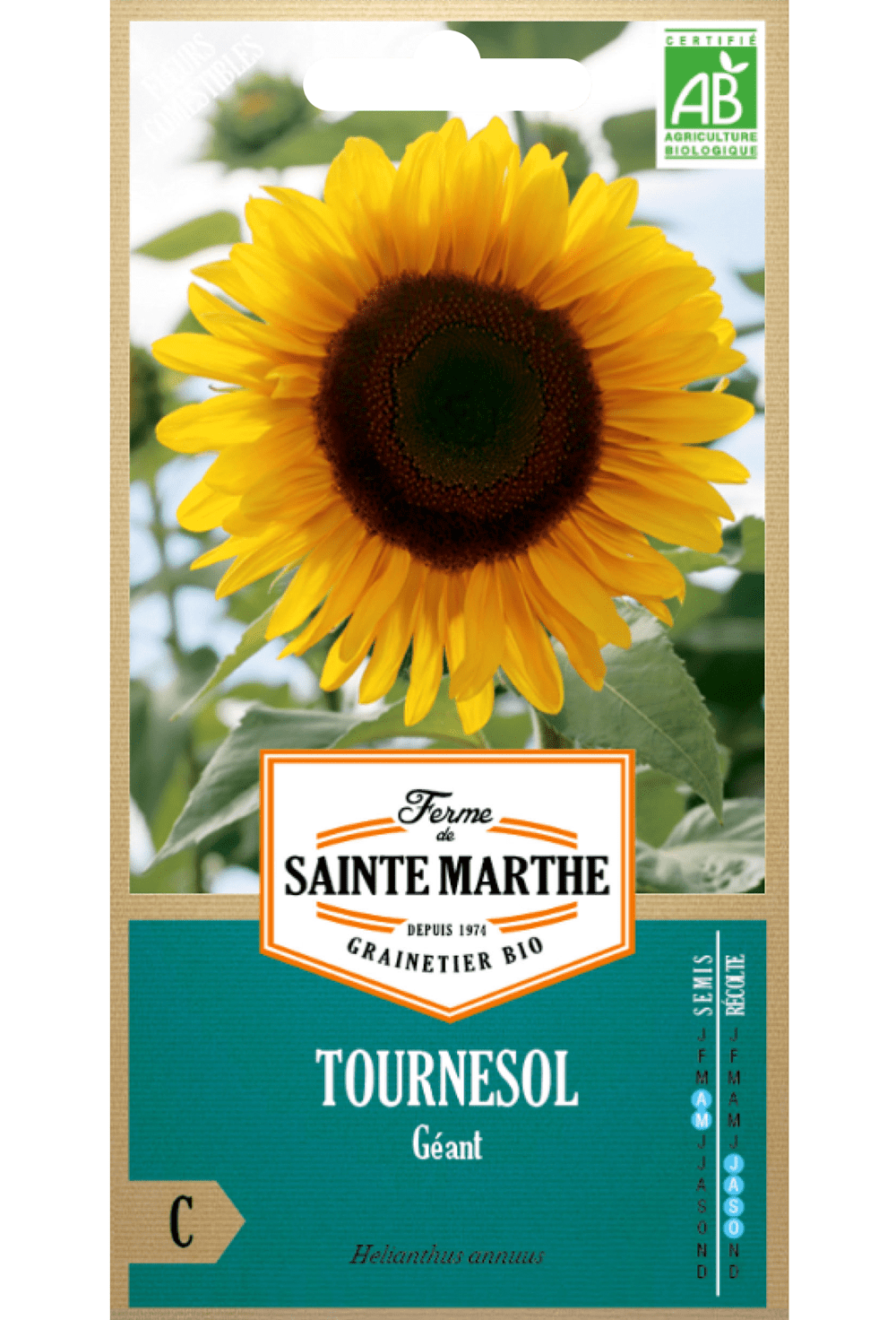 GRAINES BIO De Tournesol Géant