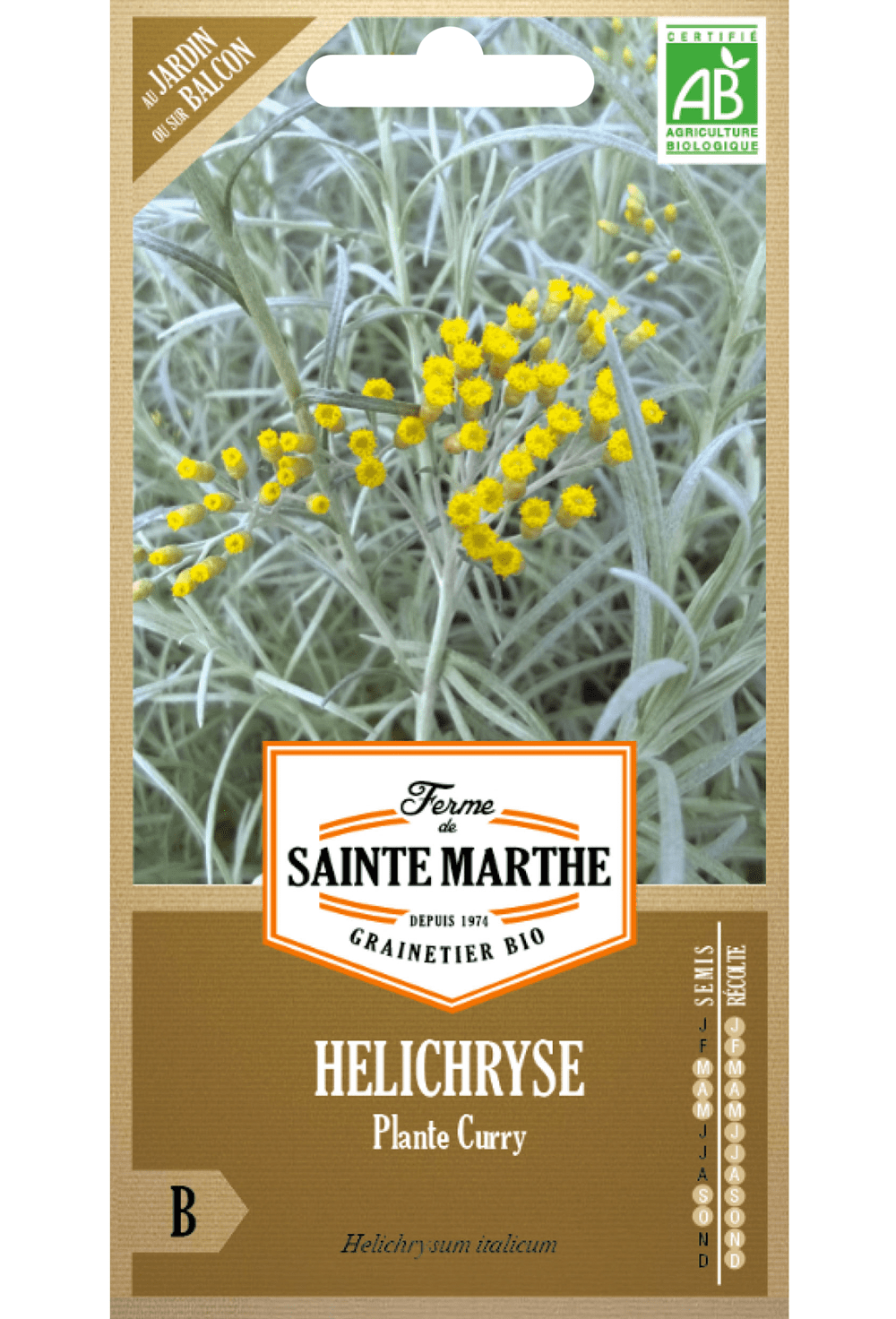 BIO-Samen der Helichrysum-Curry-Pflanze