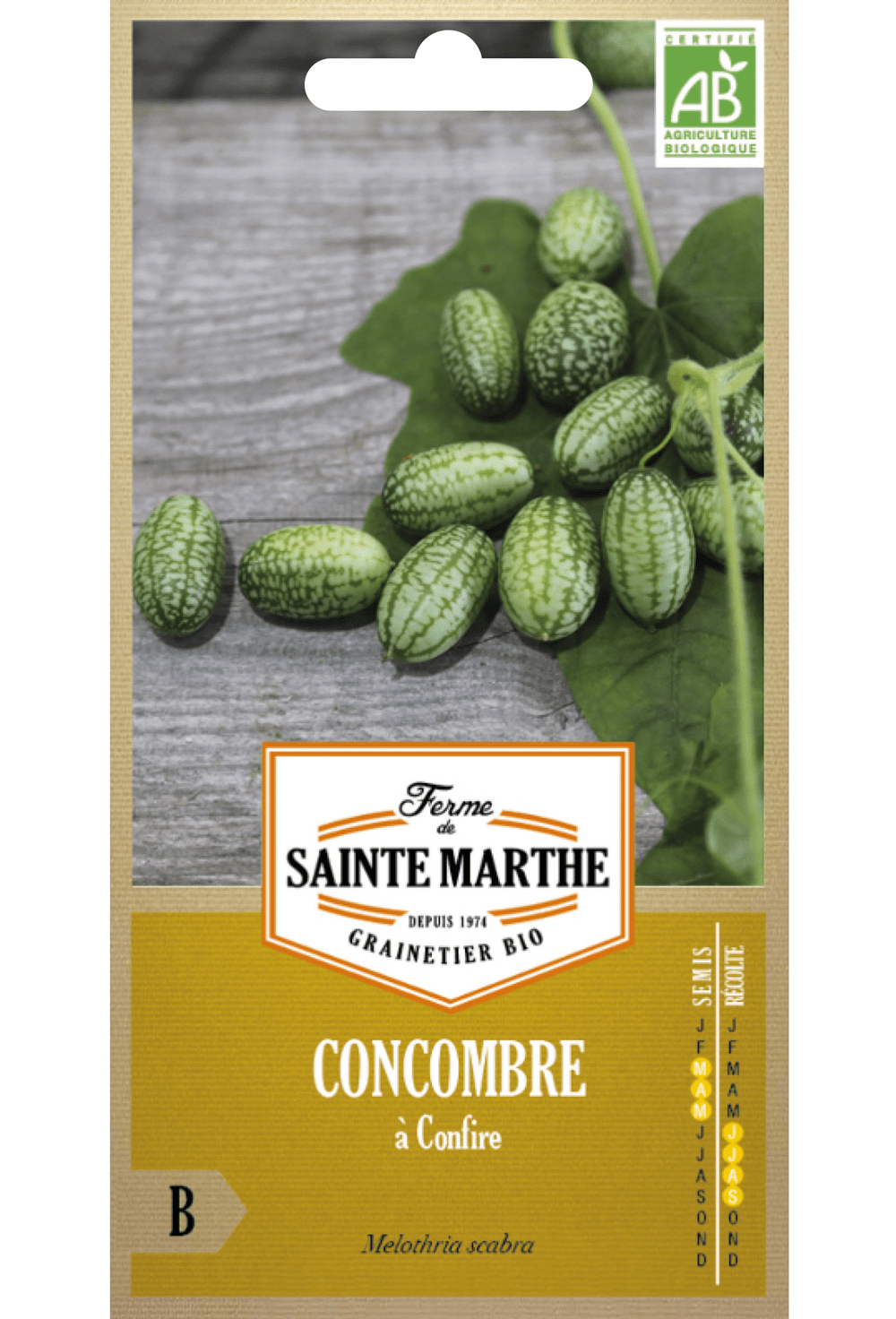 Mexikanische Gurke - Cucamelon - Mäusemelone (Melothria scabra) Bio-Samen