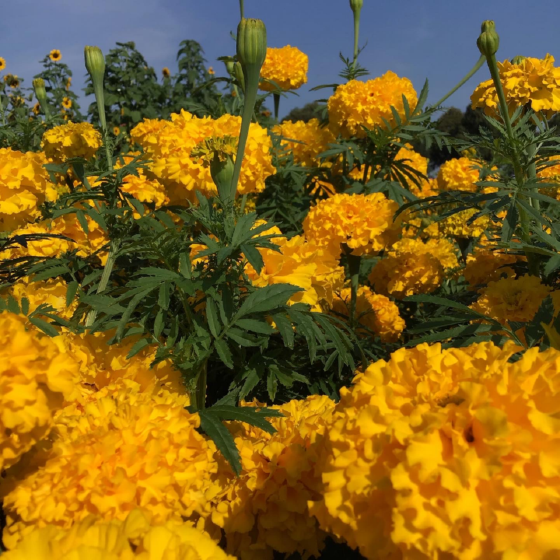 hoge Afrikaan bloemenzaa