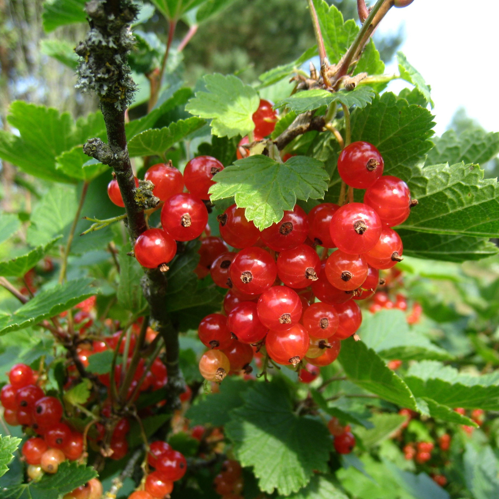 Redcurrant 'Jonkheer van Tets' BIO