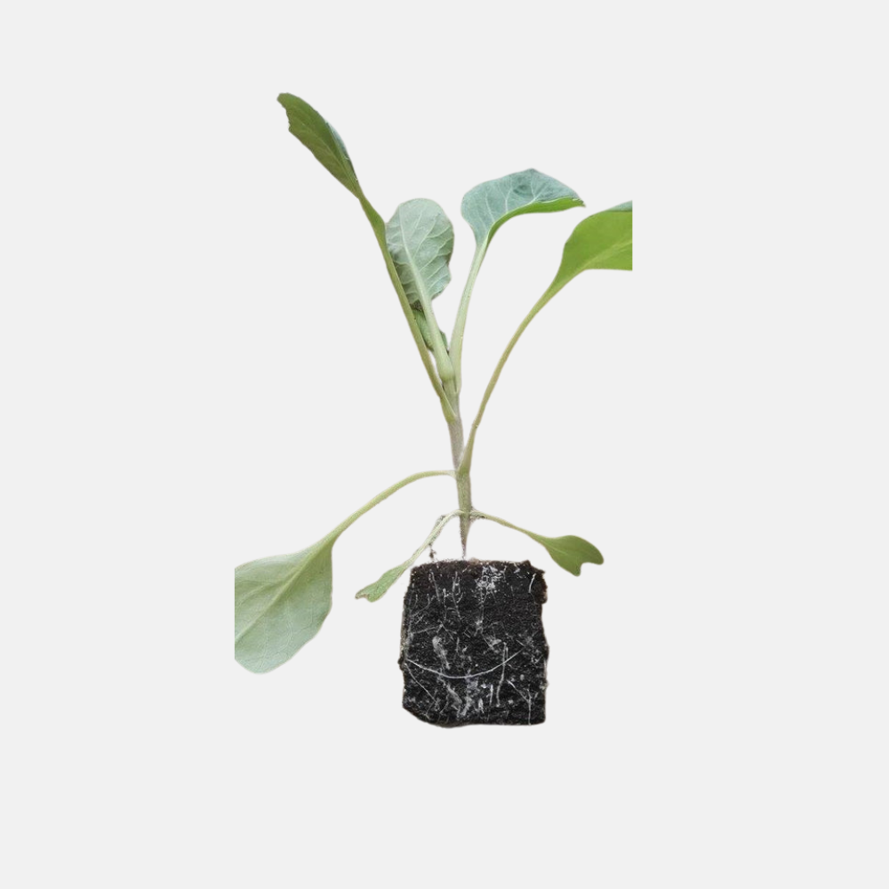 White cabbage plants 5 pieces BIO