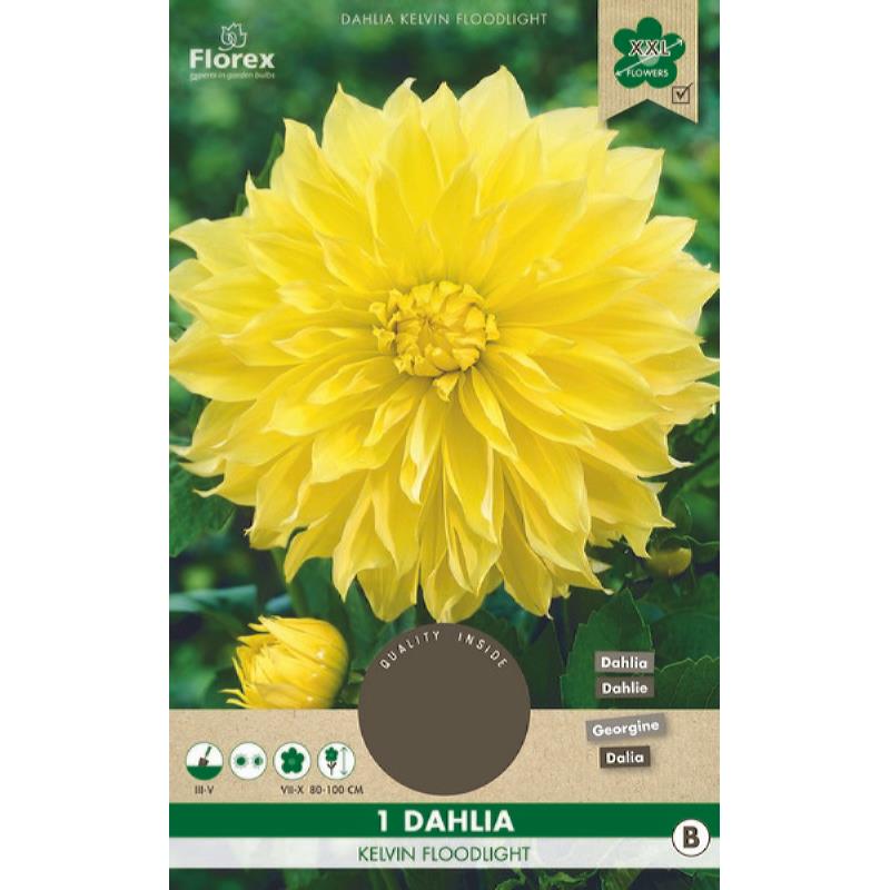 Dahlia Decoratief Kelvin Floodlight XXL 1st.