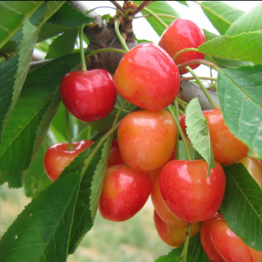 Cherry tree 'Bigarreau Napoleon' BIO