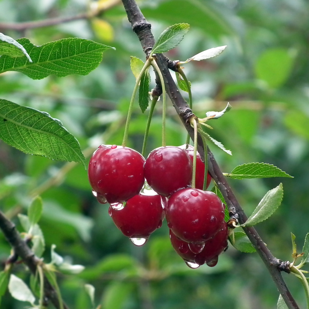 Cherry tree 'Burlat' BIO