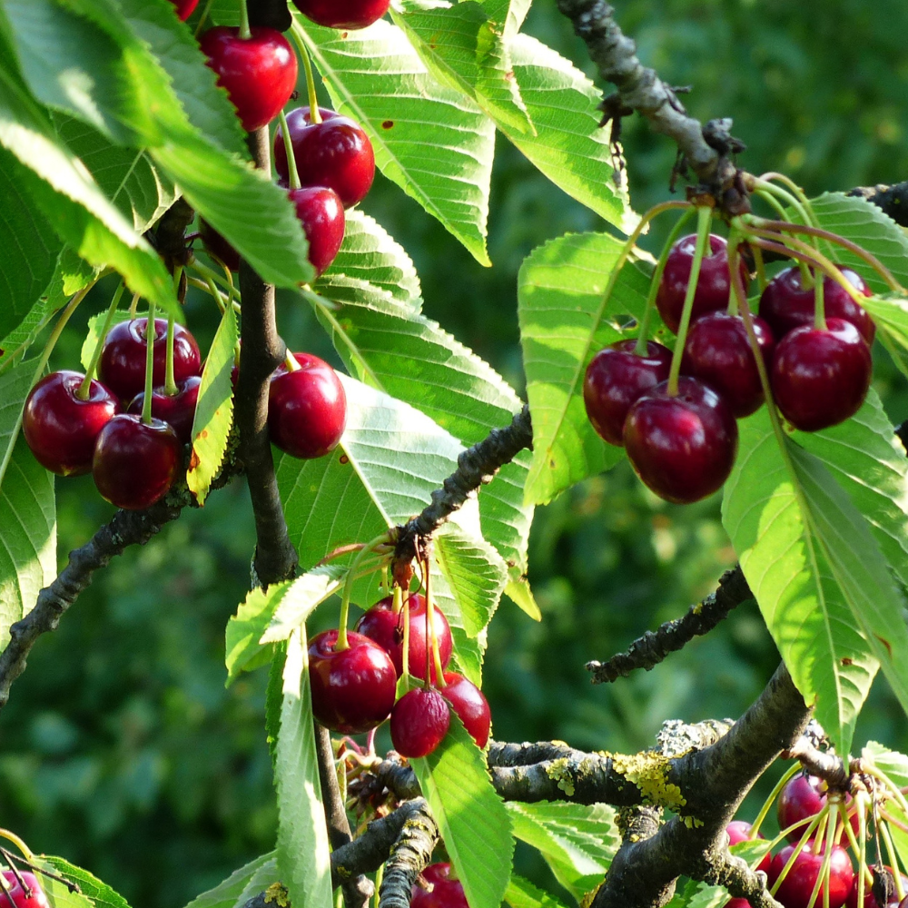 Cherry tree 'Morellenfeuer'/'Noordkriek' BIO