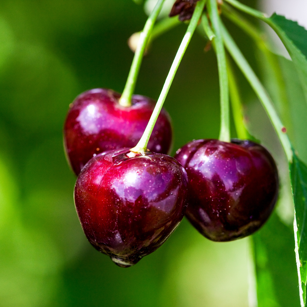 Cherry tree 'Regina' BIO