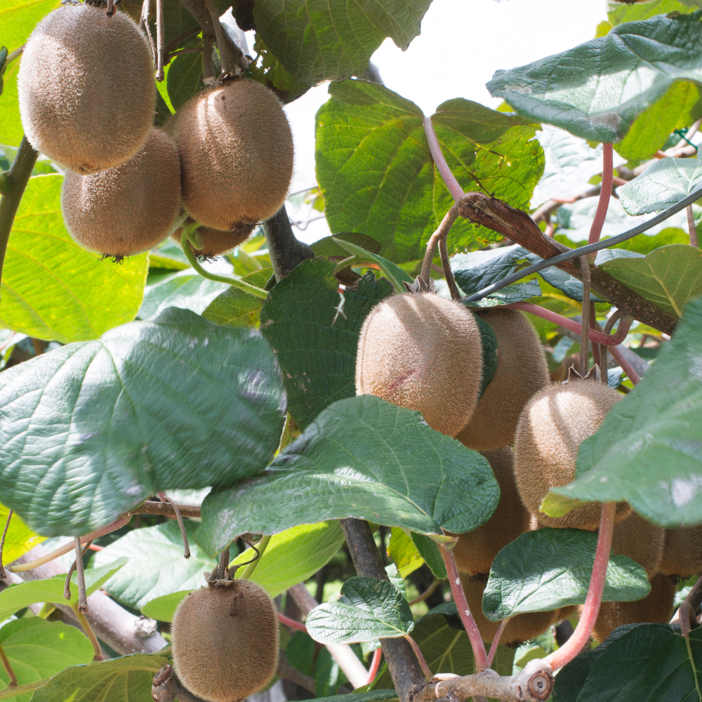 Plante de kiwi 'Jenny' BIO