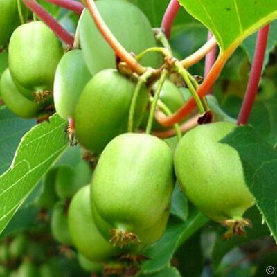 Kiwi BIO Actinidia arguta 'Issai' en pot de 2 litres