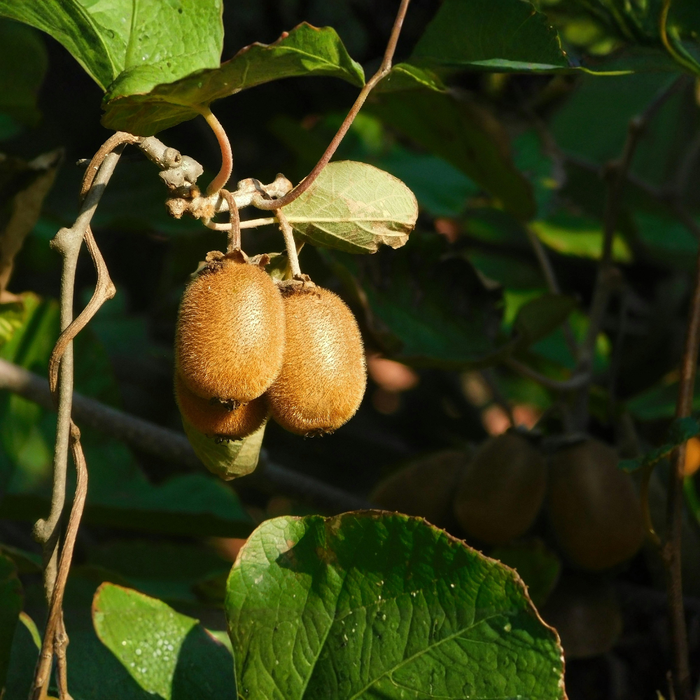 Plante de kiwi 'Jenny' BIO