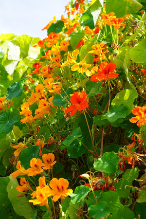 Knolcapucien (Tropaeolum tuberosum) - 3 knollen