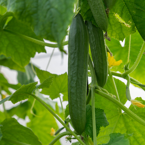 Lange Komkommer plant 1 stuk BIO