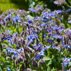 Komkommerkruid blauw - P9 pot