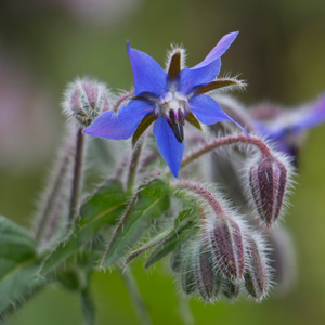 Komkommerkruid blauw - P9 pot