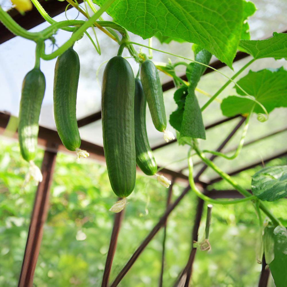 Snack komkommer plant 1 stuk BIO