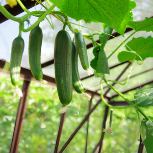 Snack komkommer plant 1 stuk BIO