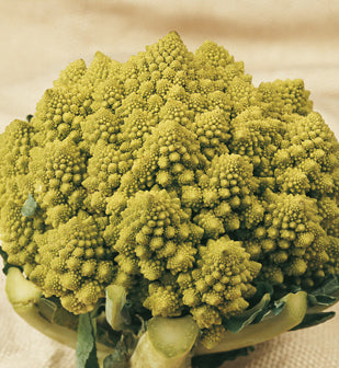 Bloemkool Romanesco plantjes BIO